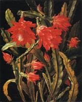 Cactus with Scarlet Blossoms