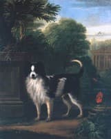 Muff, a Black and White Dog