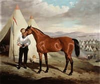 Sir Briggs, Horse of Lord Tredegar, 17th Lancers, (ridden at Balaclava, 1854, in camp in the Crimea)