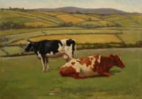 Two Cows in a Field