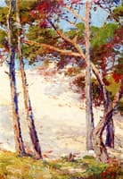 Pines near Pacific Grove
