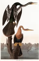Black-bellied Darter, Plotus Anhinga