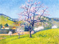 Apples Trees in Bloom