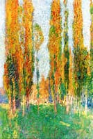 Poplars at la Bastide du Vert