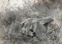 Goshawk with Partridge