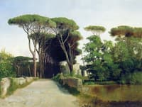 Alley of Pine Trees