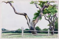 Apple Trees