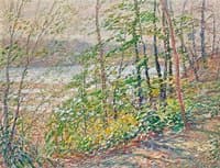Spring Woods by the River