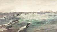 Porpoises Chasing Mackerel