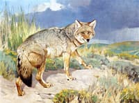 Prairie Wolf