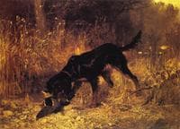 Retrieving a Mallard