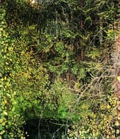 Pond in the Woods
