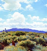 Through the Greasewood