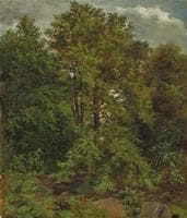 Woodland Scene