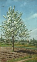 Apple Tree in Blossom