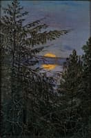 Fir Trees in Moonlight