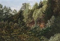 Woodland near Dresden