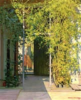 The Vine