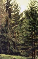 The Forest