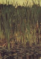 Sedge