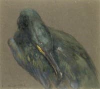 Cormorant Preening