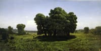 Oaks