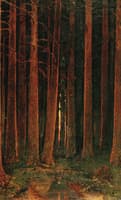 Sunset in the Forest