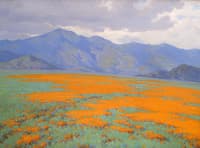 Poppies
