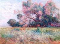 Tamaris and Field of Poppies