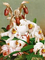 Orchids