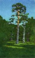 Pine