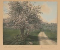 The Shadow of the Blossoms