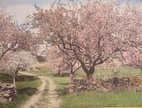 Cherry Blossoms