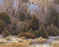 November Junipers