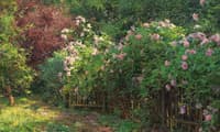 Summer Roses