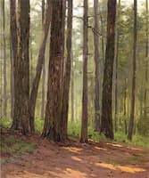 Forest Interior