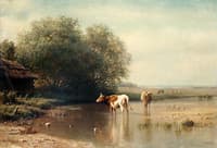 Watering Cows