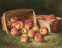 Basket of Peaches