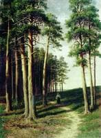 Pine Forest