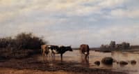 Watering Cows