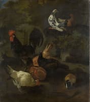 Chickens, Doves and Marmot