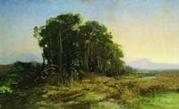 Pine Trees