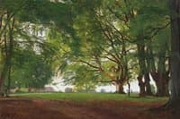 Beech Trees in Summertime