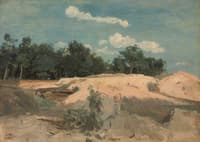 Oaks and Sand in the Sun