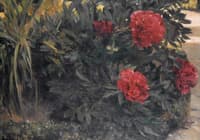 Study of Peonies