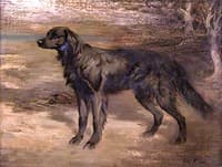 Black Setter