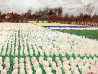 Hyacinth Fields