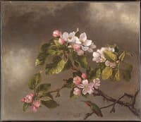 Humingbird and Apple Blossoms