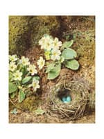 Primrose and Bird's Nest with Three Blue Eggs