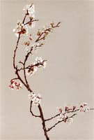 Apple Blossoms